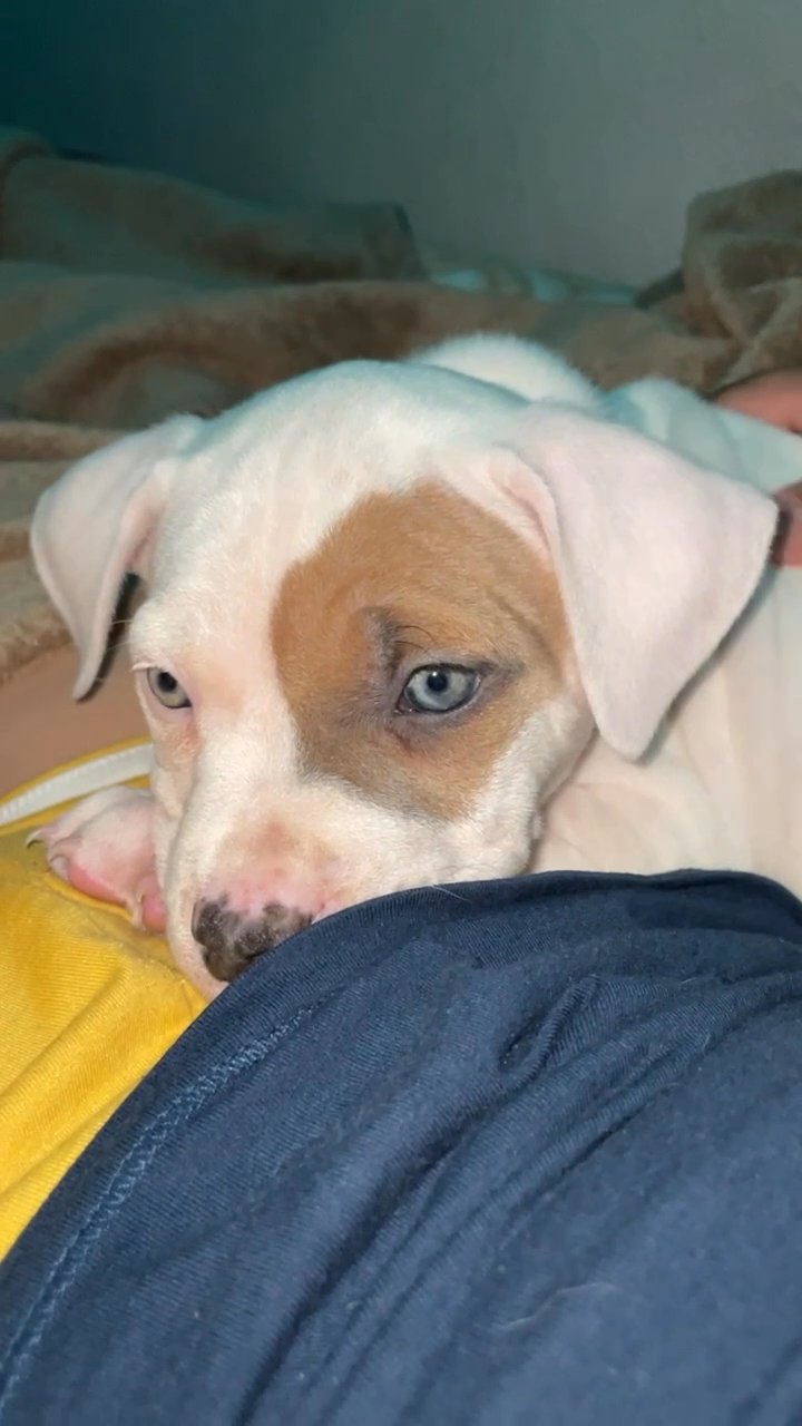 White female pitbull puppy in Arizona City, Arizona