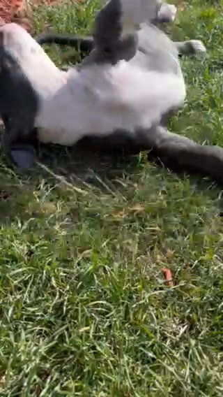 american bully puppies in Tacoma, Washington