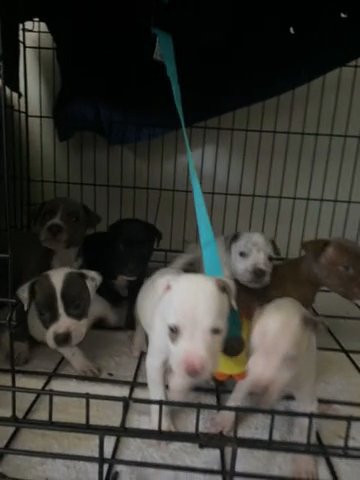 7 American Staffordshire Terrier Pups in Fort Worth, Texas