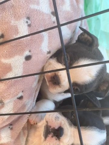Boston Terrier Puppies in Westfield, Massachusetts