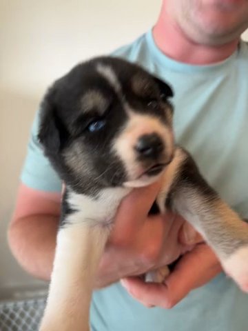 Siberian Husky Puppy in Columbus, Ohio