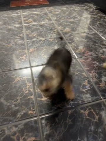 Yorkie Puppies in Homestead, Florida