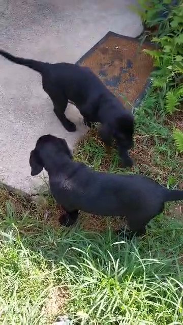 puppies in Monroe, Louisiana