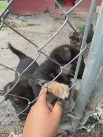 German Shepherd Puppies in Mount Airy, North Carolina