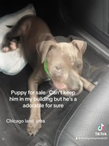 Blue Nose Grey Pitpull in Bellwood, Illinois