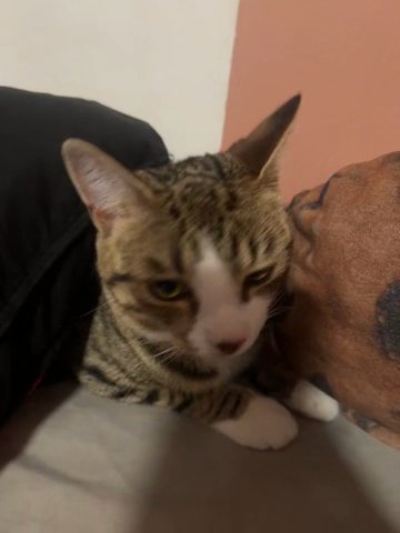 Cat in Chicago, Illinois