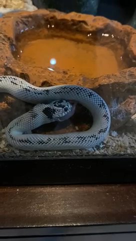 High White California Kingsnake in Madison, Mississippi