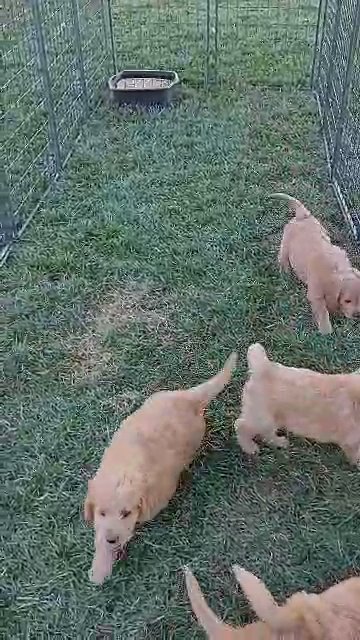 Bella's Miniature Goldendoodles in Chico, California