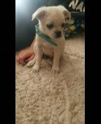 Pomeranian-Pug in Fresno, California