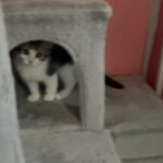Persian Kitten For Sale in Trenton, New Jersey