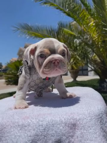 English Bulldog in Palmdale, California