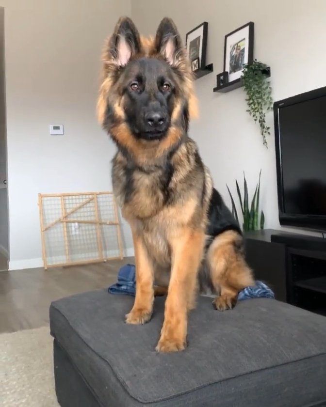 1 Year Old German Shepherd Ready For Quick Rehome in Austin, Texas