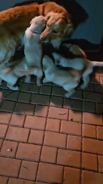 7 week old pups playing with dad! in Miami, Florida