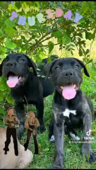 Cane Corso Puppies!!😊😊 in Spring Lake, North Carolina