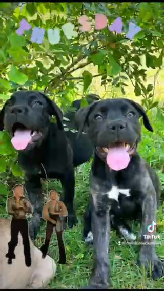 Cane Corso Puppies!!?? in Spring Lake, North Carolina