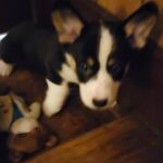 Fur Babies waiting for you in Arizona City, Arizona