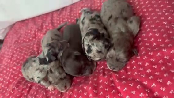 F1 Aussiedoodle Pups. Jungle Book Themed Litter in Tucson, Arizona