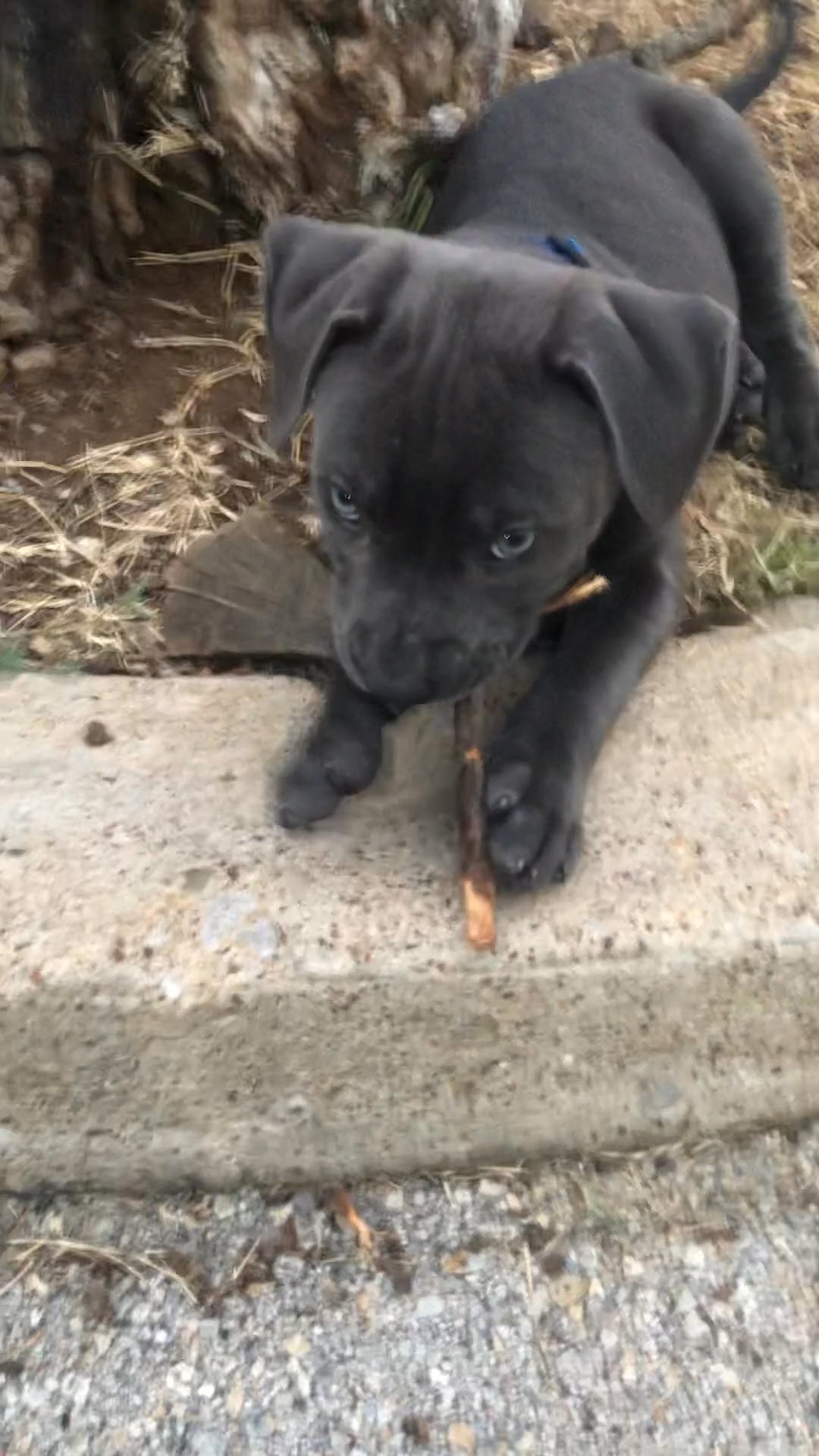 pit bull puppy in Arlington, Texas