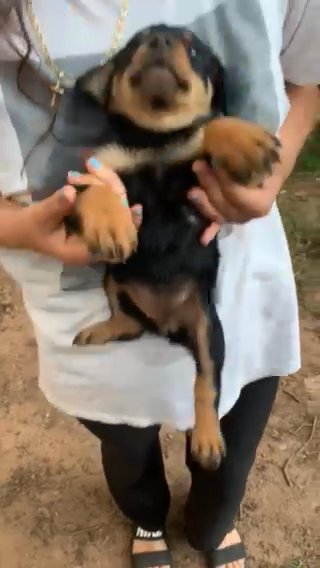 Female American Rottweiler Puppy in Winder, Georgia