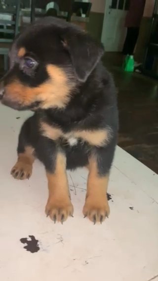 Female American Rottweiler Puppy in Winder, Georgia