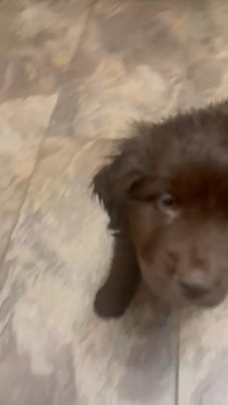 AKC Tiny Female in Greenville, Ohio