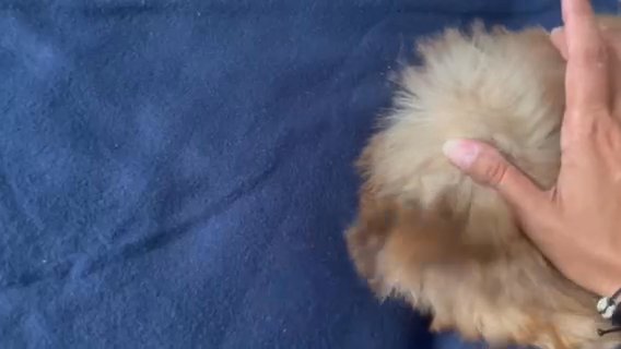Imperial Female Shihtzu in Lexington, North Carolina