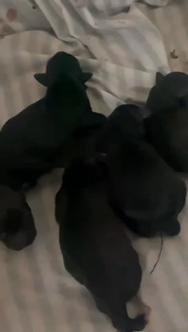 Miniature Schnauzer Puppies in Orlando, Florida