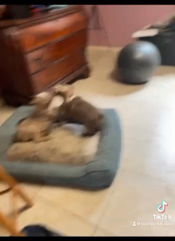 Old English Bulldog Puppies in Lawrenceville, Georgia