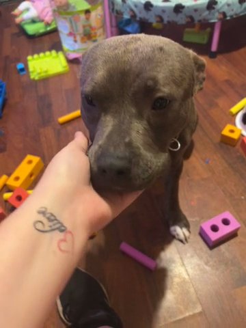 Dog For Sale in Scranton, Pennsylvania