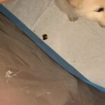 Husky Chows for Sale (7 males 1 female ) in Arizona City, Arizona