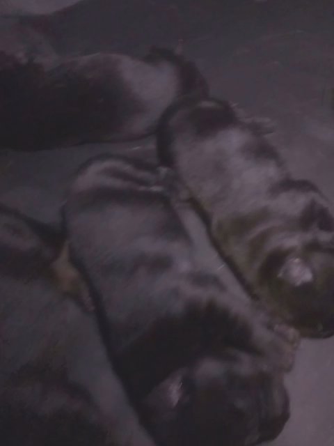 newborn pups in Chattanooga, Tennessee