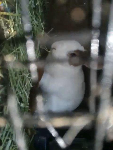 Piñta the Rabbit in Los Angeles, California