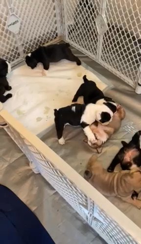 AKC Registered English Bulldogs Almost 6weeks. in Tallahassee, Florida