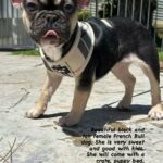 Female French Bull dog in San Diego, California