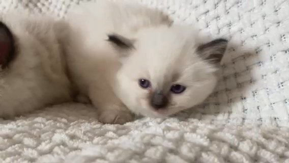 Ragdoll Kitten in Manhattan, New York