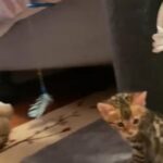 Bengal kittens For Sale in East Hartford (CDP), Connecticut