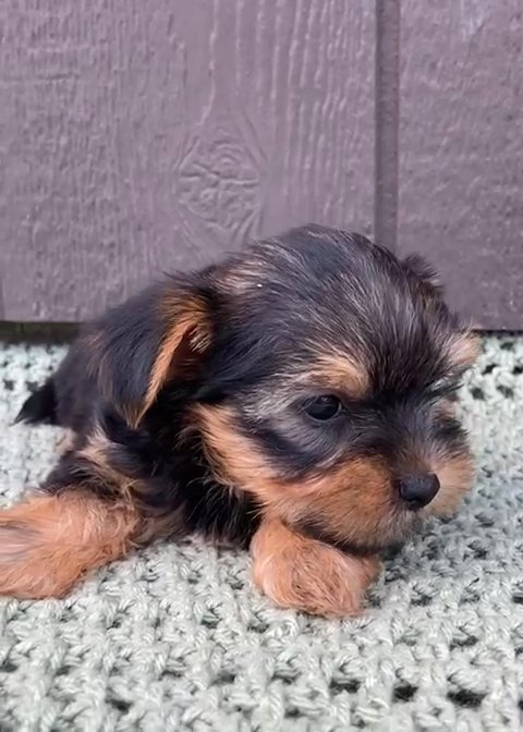 Yorkshire Terrier in Nashville, Tennessee