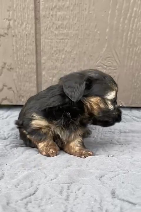 Yorkiepoo in Nashville, Tennessee