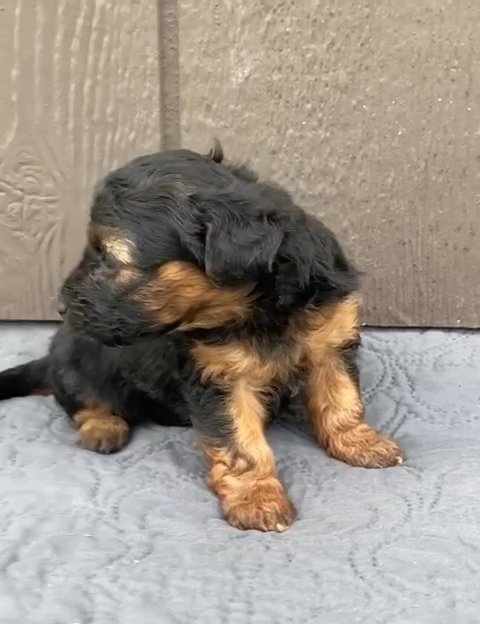 Yorkiepoo in Nashville, Tennessee