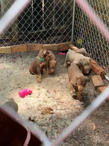 CKC Doberman Pincher puppies in Saraland, Alabama