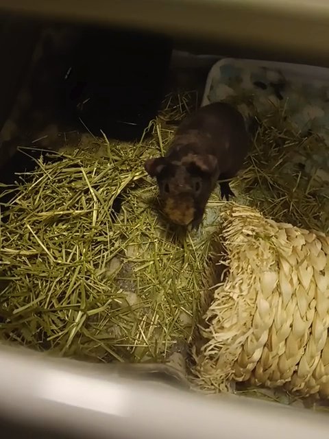Male Skinny Pig for Sale in Phoenix, Arizona