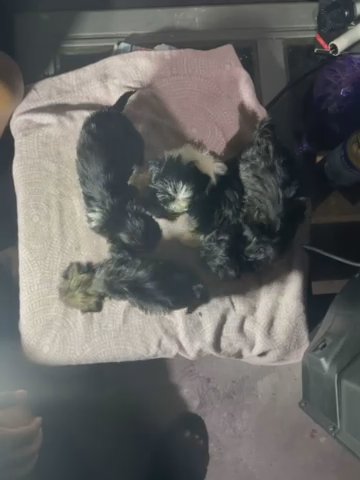 Shih Tzu Puppies in Lansing, Illinois