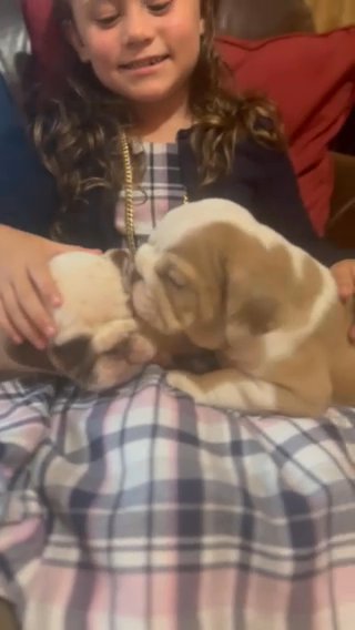 Female English Bulldog Puppies in Winder, Georgia