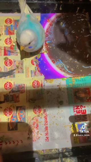 Parakeets 24$ Each in Lakeland, Florida