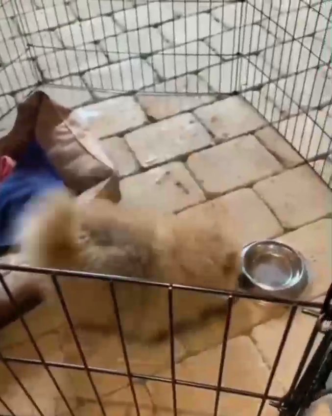 Adorable Pomeranian puppies in Arizona City, Arizona