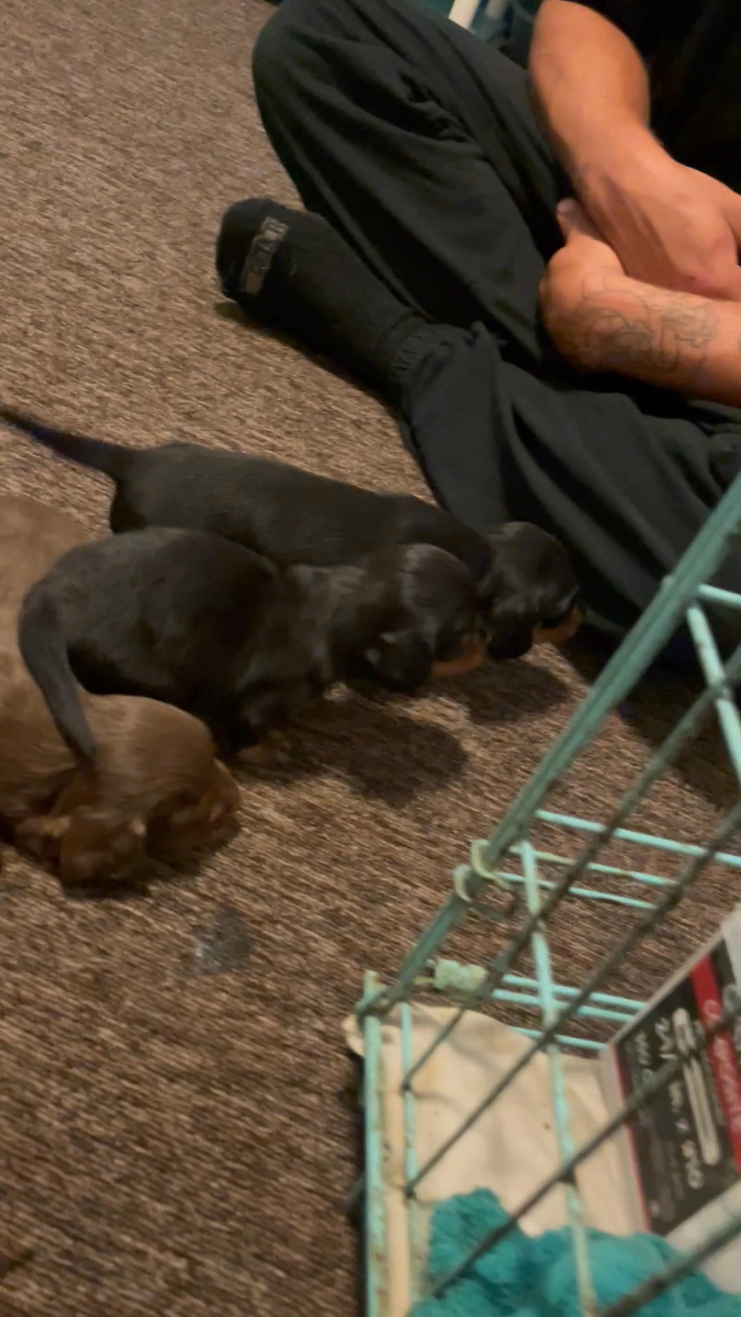 Dachshunds puppies in Arizona City, Arizona
