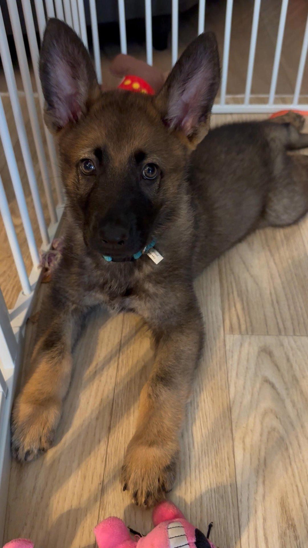 Male German Shephered puppy in Arizona City, Arizona
