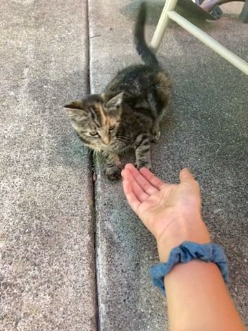 Cat For Sale in Ukiah, California