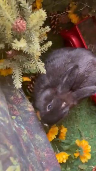 Bunny in Fayetteville, North Carolina