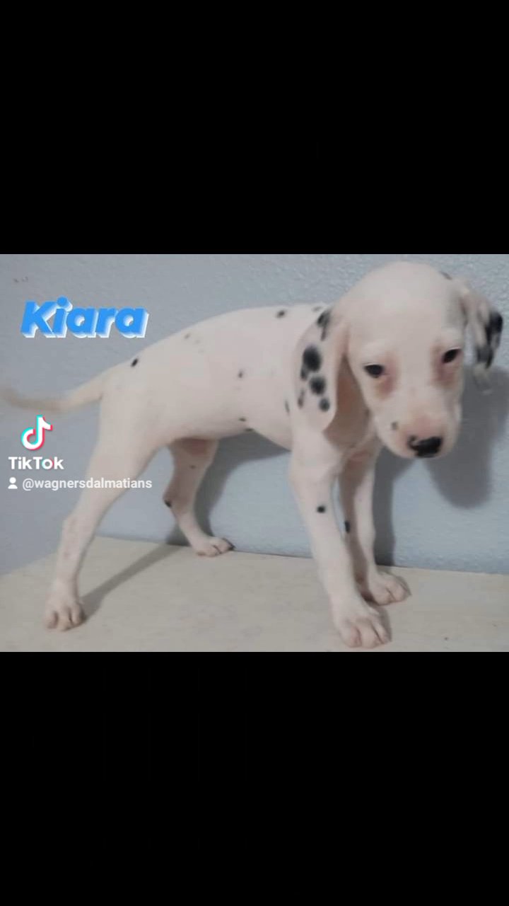 AKC Dalmatian puppies in Rolla, Missouri
